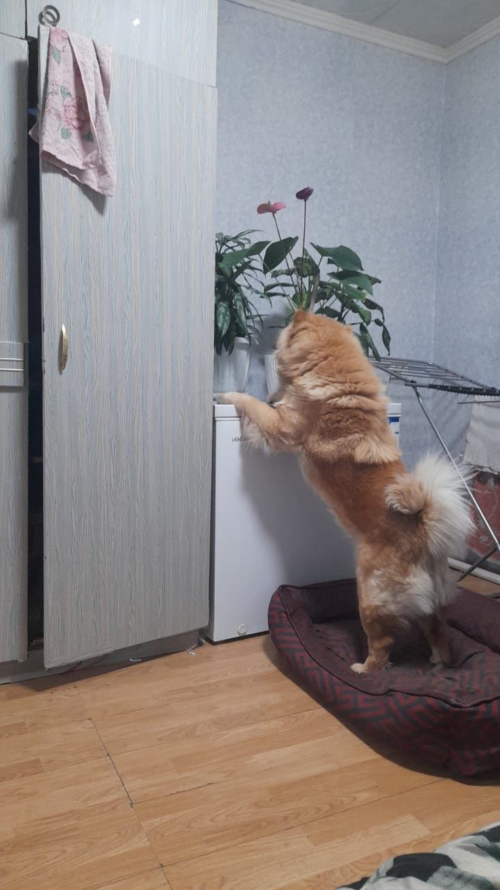 Чау чау кобель вязка