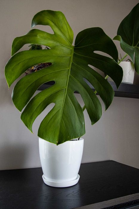 Monstera deliciosa – внушително и масивно растение с големи листа