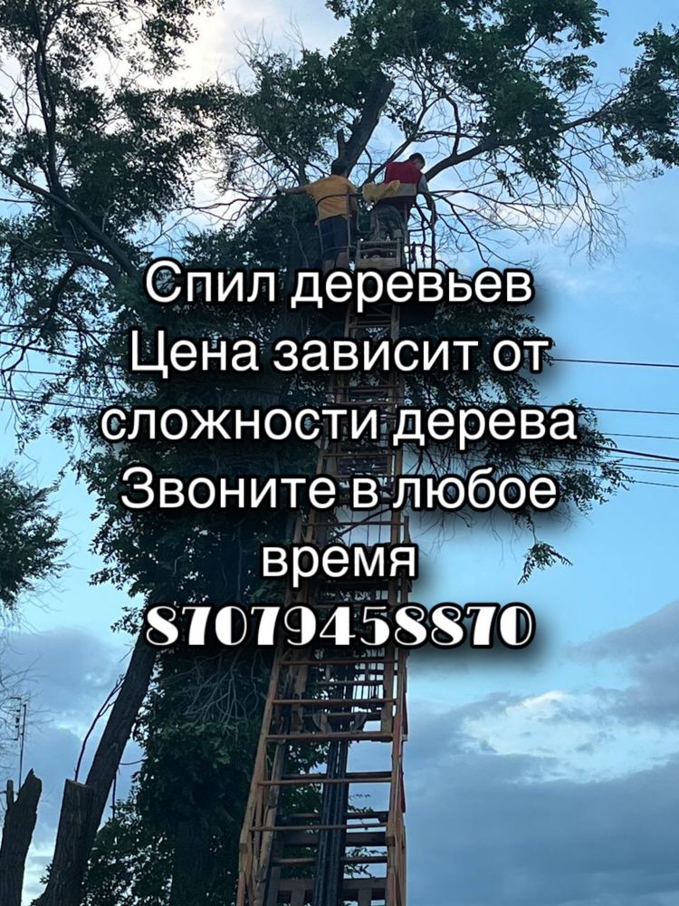 Спил деревьев, обрезка деревьев, В Актобе