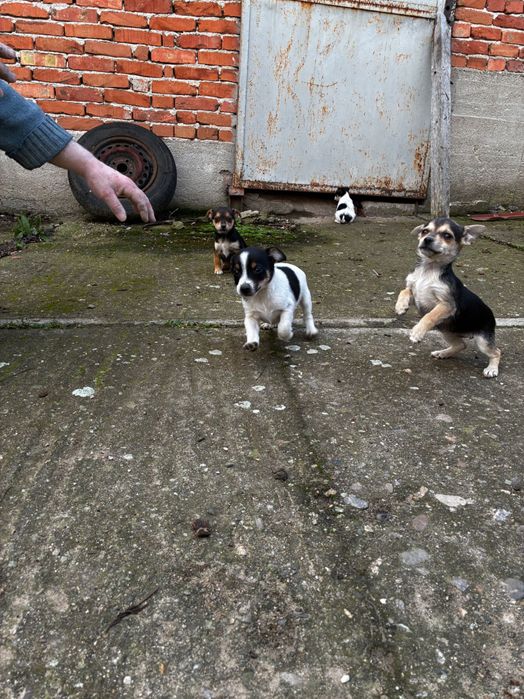 Подарявам кученца