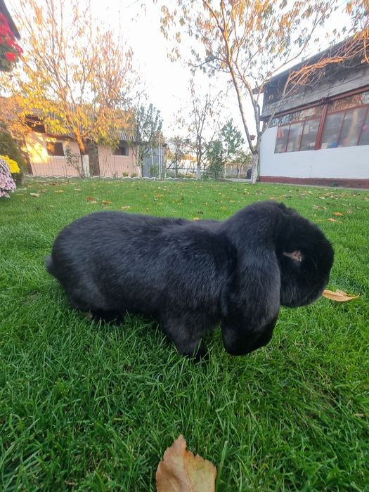 Iepure berbec german