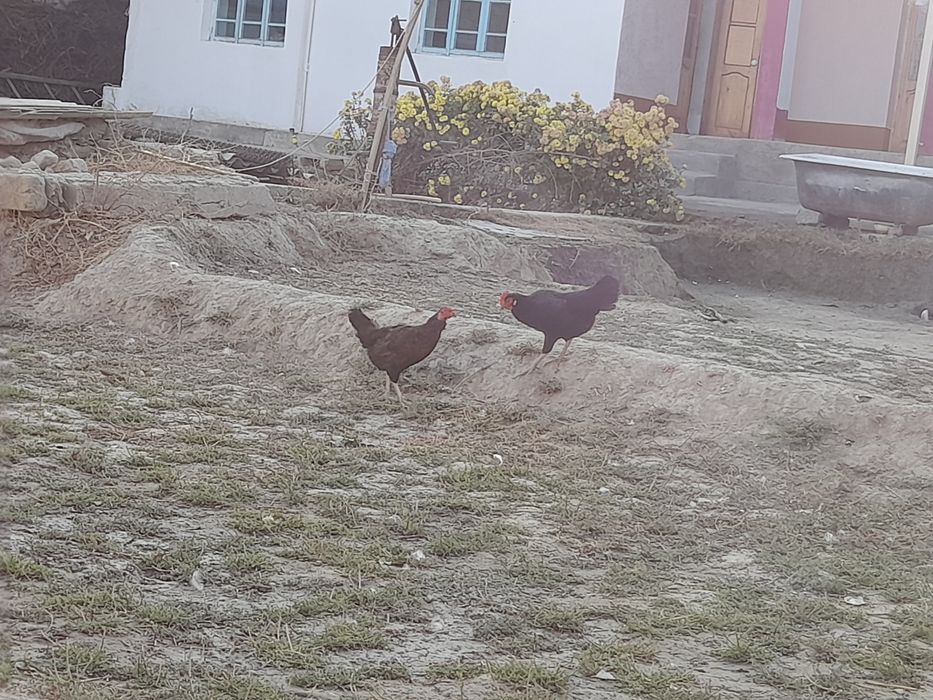 Tovuq xurozlar sotiladi