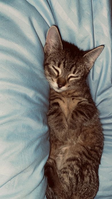 Pui de pisica cuminte si prietenoasa