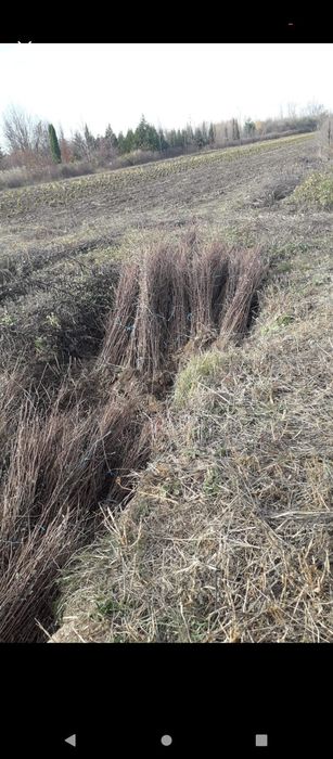 puieți de salcâm pentru împădurirea terenurilor degradate, agricole