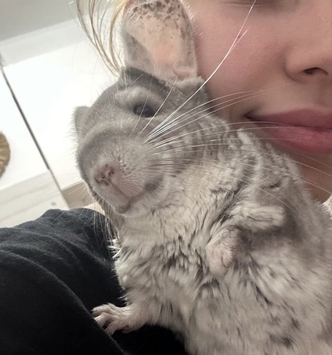 Vand chinchilla bej
