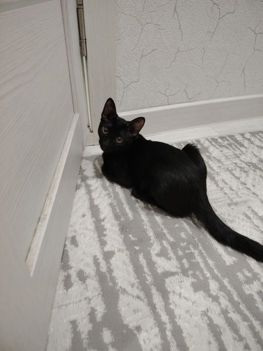 Бала мысық.уйде багылган.