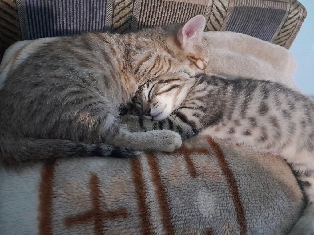 Котята бесплатно