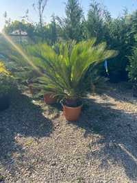 Palmieri cycas ornamentali