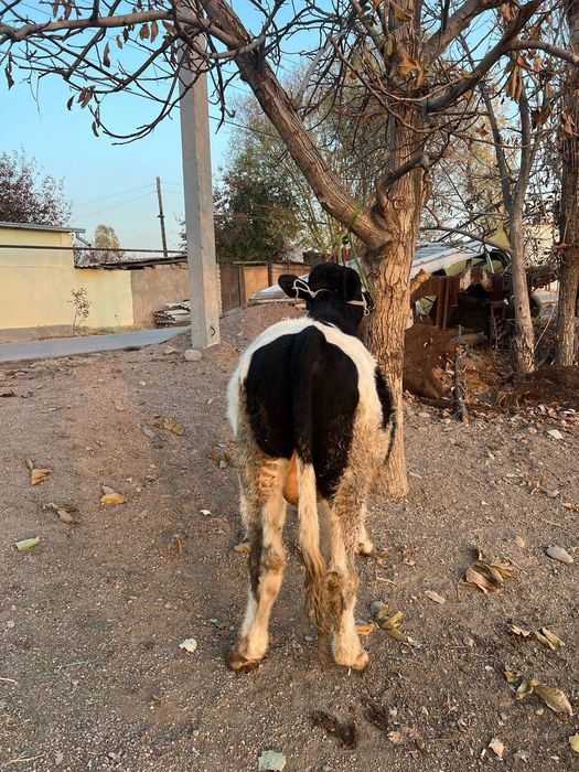 Buqacha 11 oylik sifat