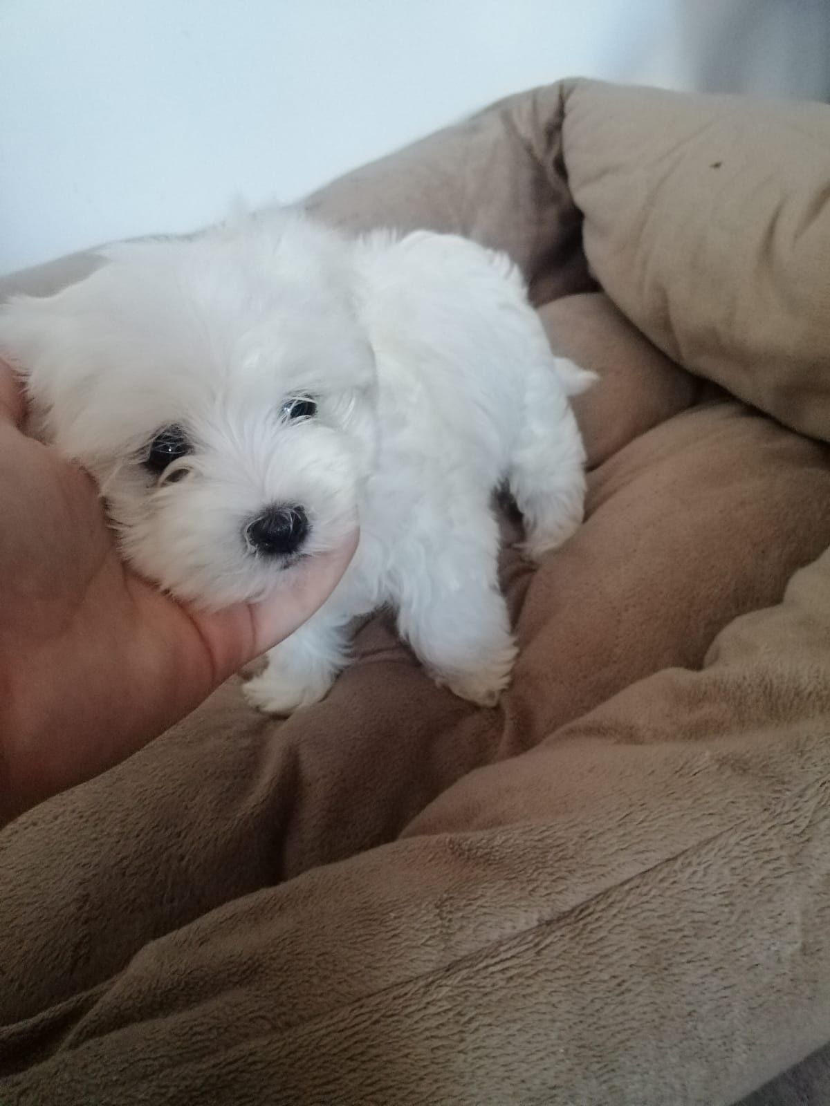 Bichon maltez alb