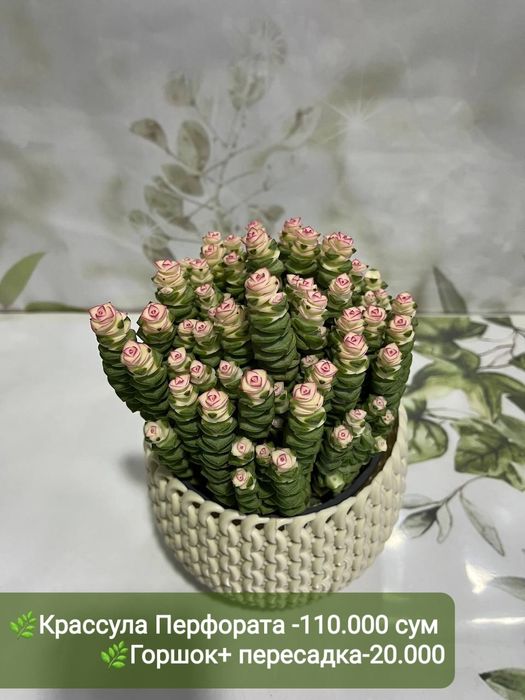 Пахира, Сизигиум, Эпипремнум, Хамедорея,  и др