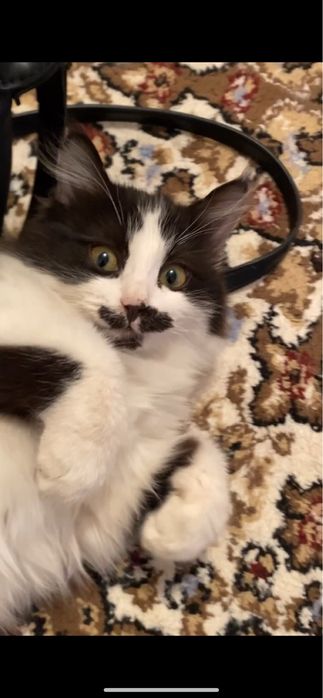 Отдам в добрые руки