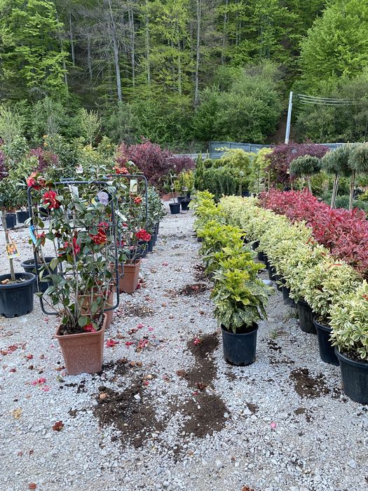 Vindem plante cu transport si plantat