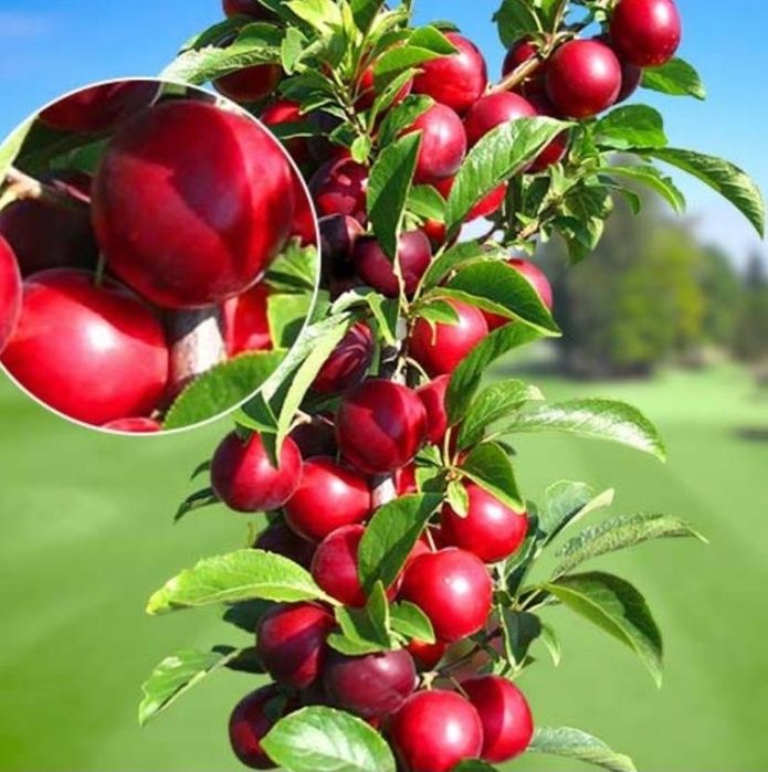 Pomisori columnari altoiti