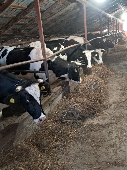 Vând vaci Bălțată românească