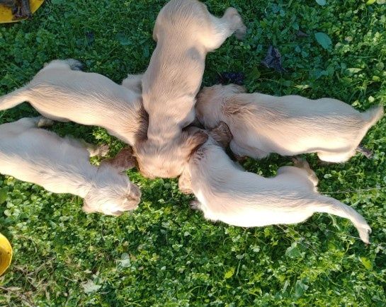 Кокер шпаньол - кученца