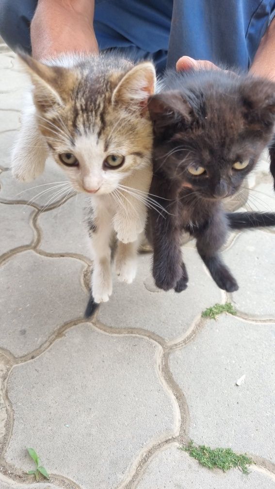 Donez pisici cu varsta de 3 luni