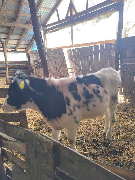 Tăuraș aproximativ 200 kg