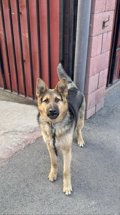 Овчарка 6 месячная