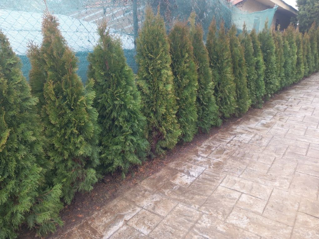 Thuja/tuia smaragd diferite dimensiuni