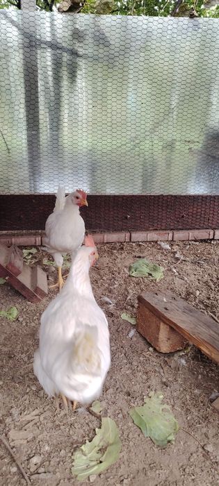 Cocosi din rasa Leghorn
