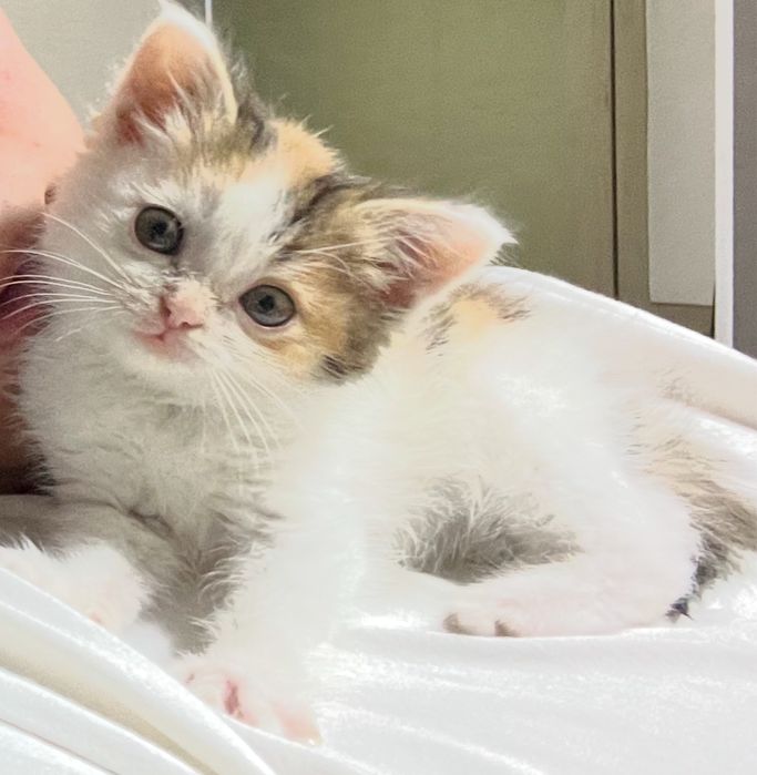 Продам кошечку вместе с комплектом