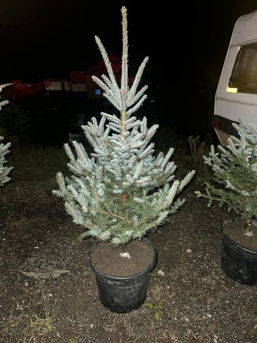 Brad argintiu  / leylandii  / mesteacăn