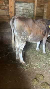 Vaca gestanta in 8 luni cu albastru belgian