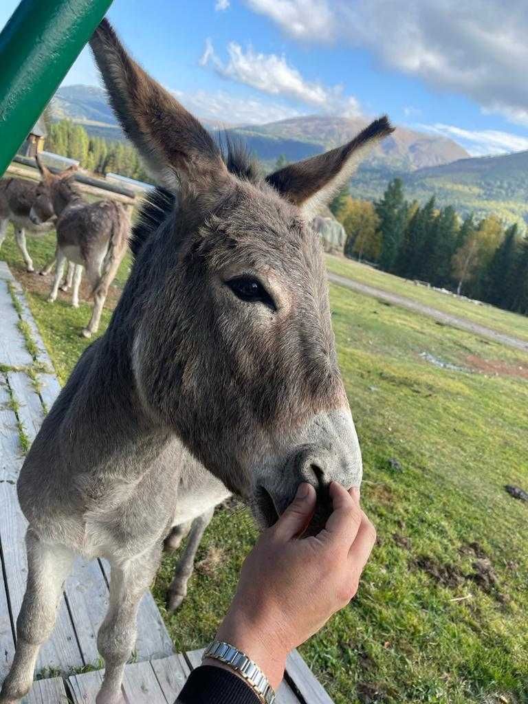 Продам разных ишаков