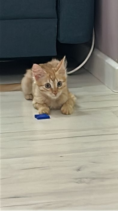 Отдам котенка 3 мес (9 августа 25г)