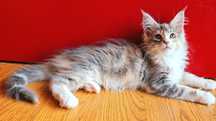 Maine Coon cu pedigree fetita