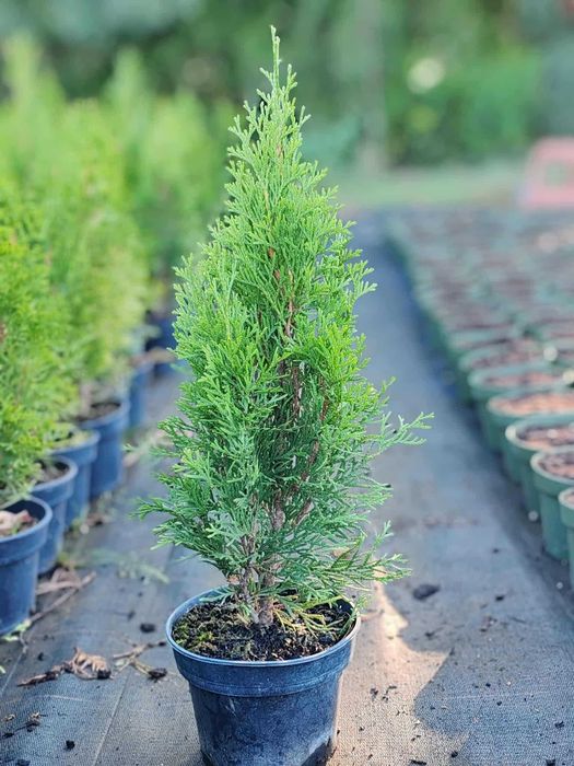 Западна туя Смарагд (Thuja occidentalis Smaragd)