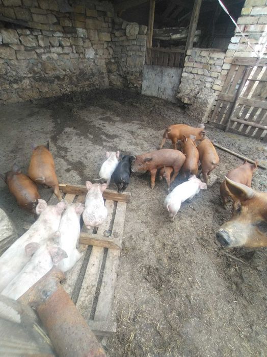 Прасенца а 60 дни