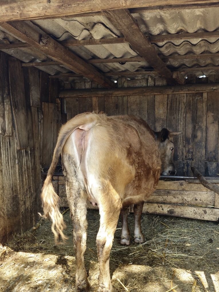Vând vacă gestantă în luna a saptea