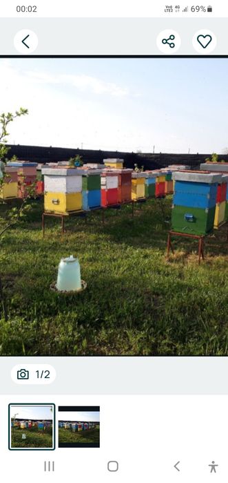 Vînd familii albine, cu ladă sau făra.