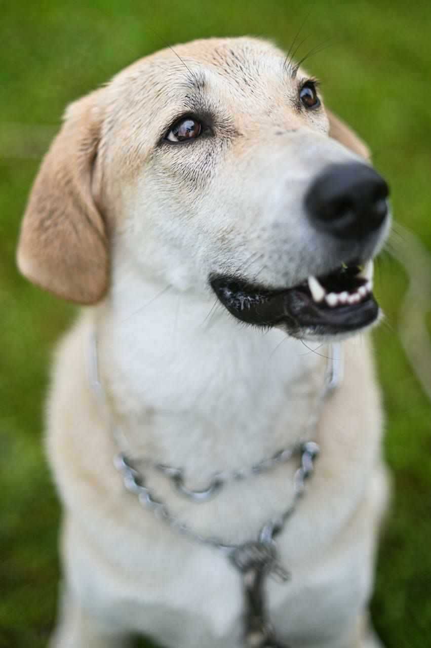 Кучето Грейси търси постоянен дом и стопани / Gracie looking for home