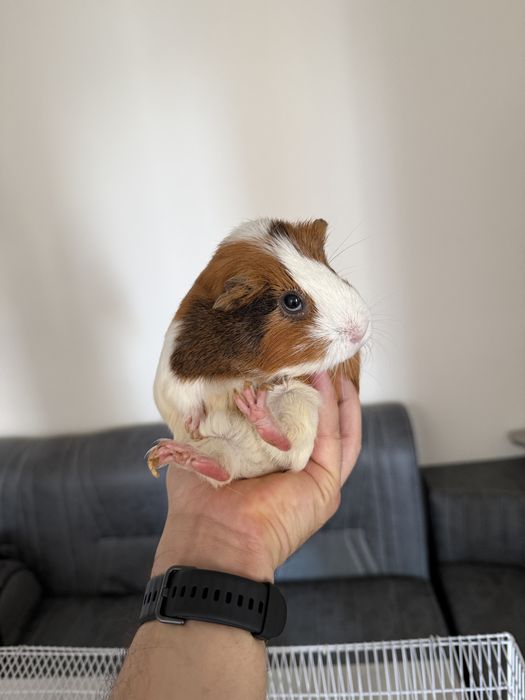 Morskix svinok, guinea pig, морских свинок