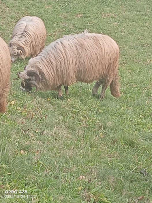 Vând o oaie și un berbec brez