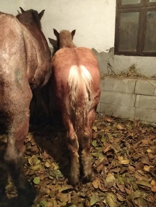 Mînz de vînzare urgent