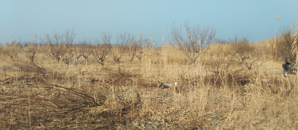 Kesilgan tayyor oʻtin cheklanmagan miqdorda