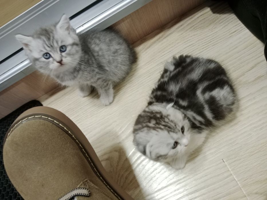 Роскошные Шотланские котята