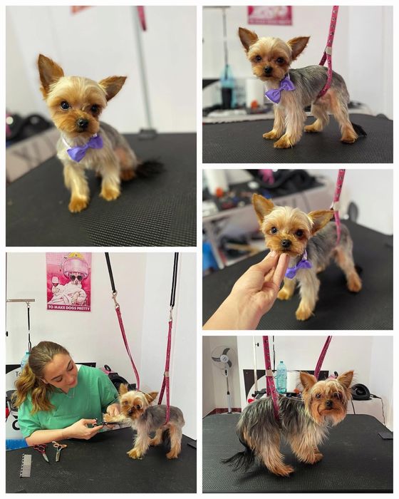 Toaletaj Canin IuliaS