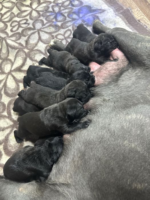 Отрыты на бронь щенки кане корсо