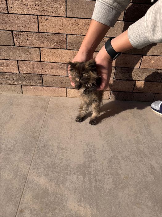 Отдам котёнка в добрые руки