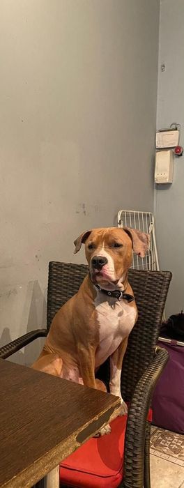 Стаффорд мальчик