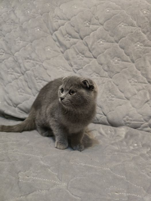 Pisica Scotish blue