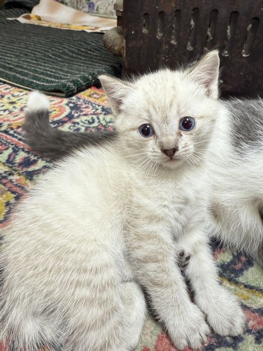 Отдам Котенка на хорошие руки, 3 недели