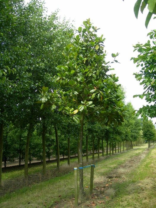 Magnolia Grandiflora