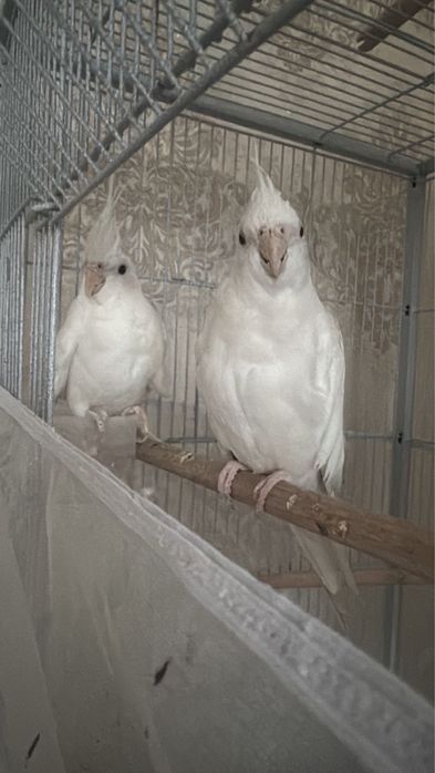 Безшокая Карела белая