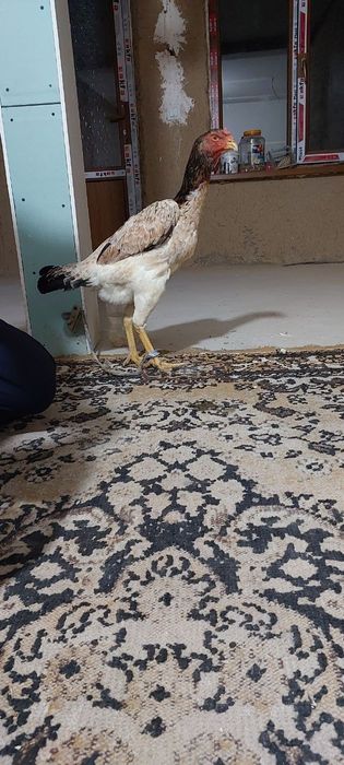 Yoshiga tòlgan tovuq